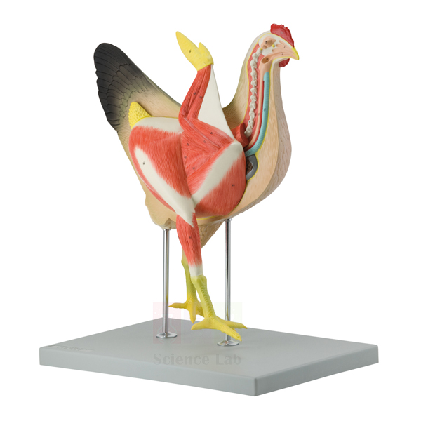 Hen Model